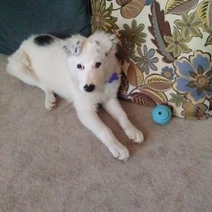 Meet your Posher, Roxanne